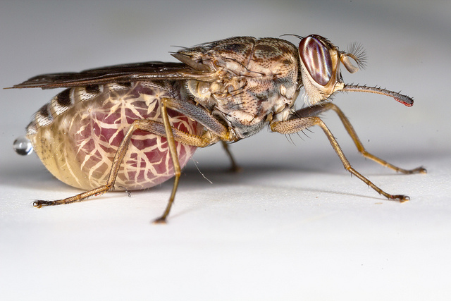 Tsetse Fly